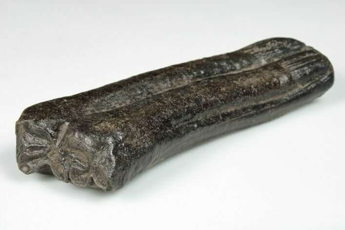 Pleistocene Aged Fossil Horse Tooth - South Carolina #202465